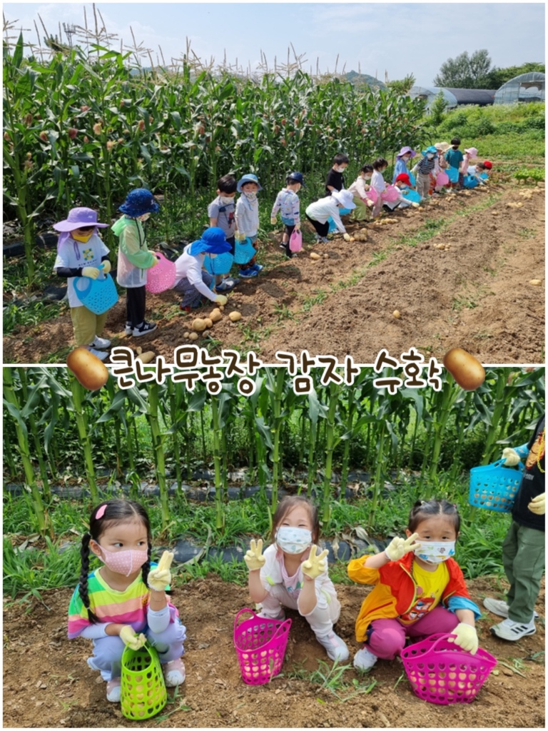 큰나무농장 감자수확