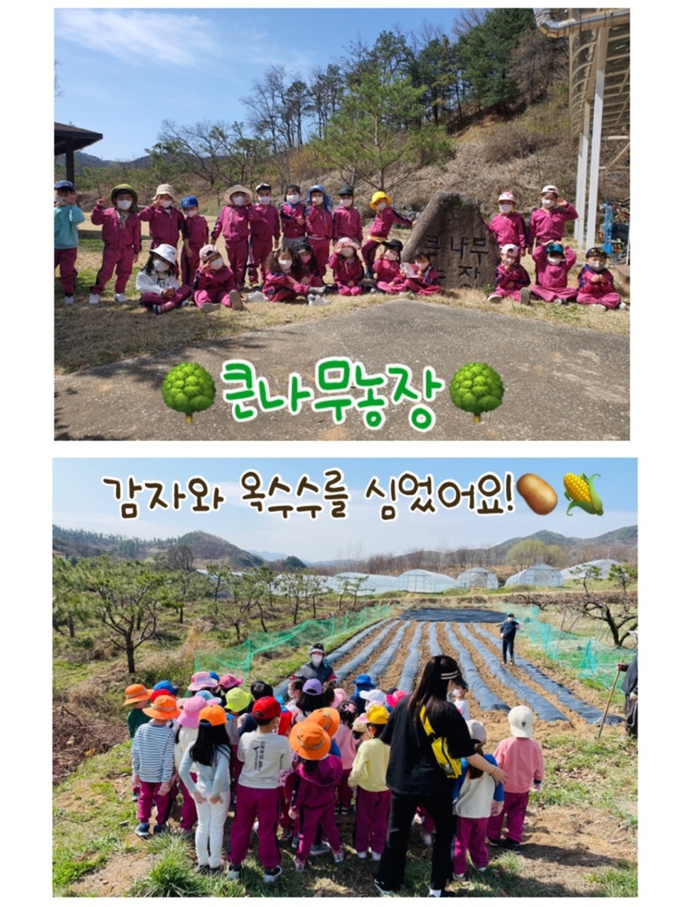 큰나무농장-감자,옥수수심기(6,7세)