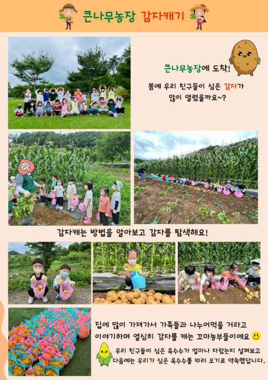 큰나무농장 감자캐기