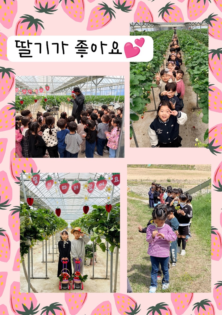 딸기따기체험
