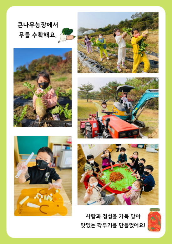 무 수확&깍두기 담그기