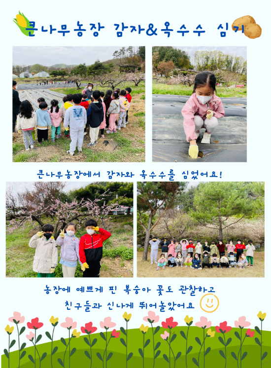 감자&옥수수심기