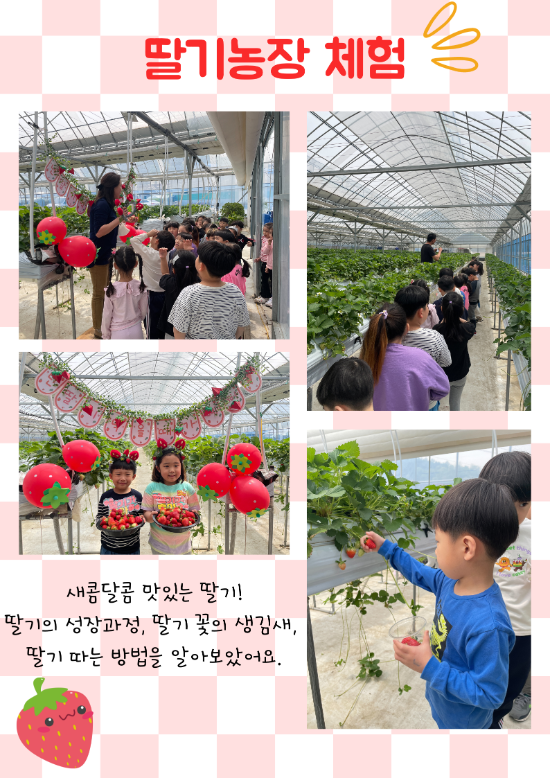 딸기농장 체험