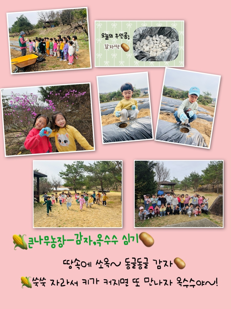 큰나무농장 <감자,옥수수심기>