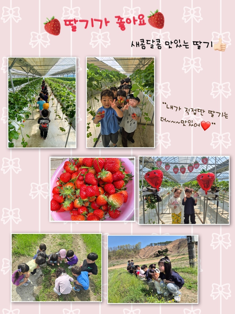 딸기따기체험