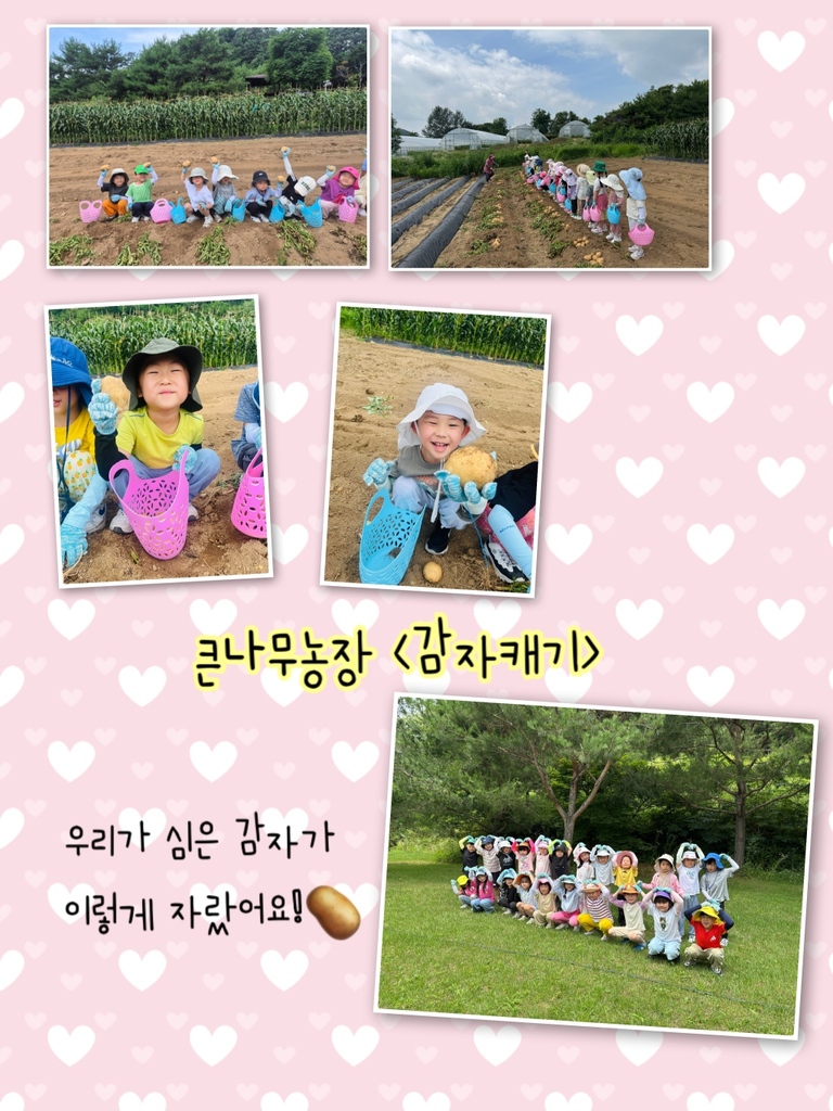 큰나무농장 <감자캐기>