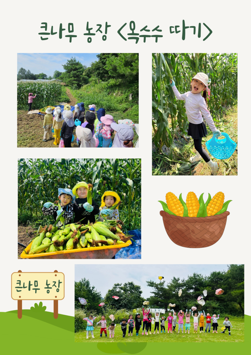 큰나무 농장 <옥수수따기>